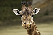 Giraffe Face Shot Close Up