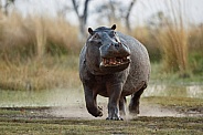 Aggressive hippo male fake attack