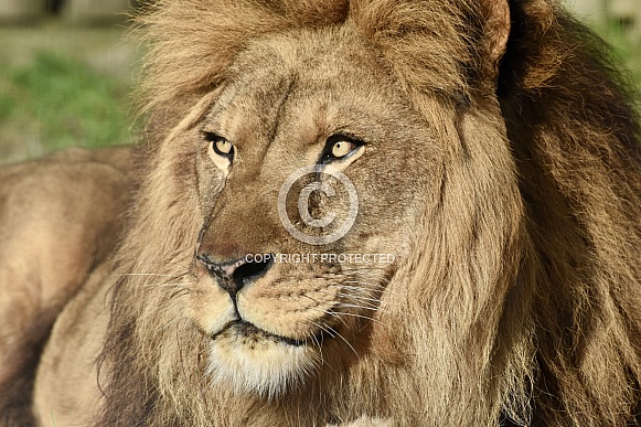 African Lion