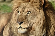 African Lion