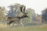 Fallow Deer