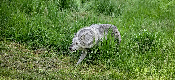 Tundra Grey Wolf