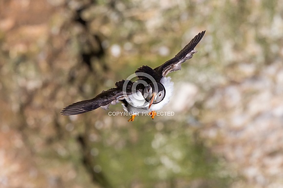 Puffin