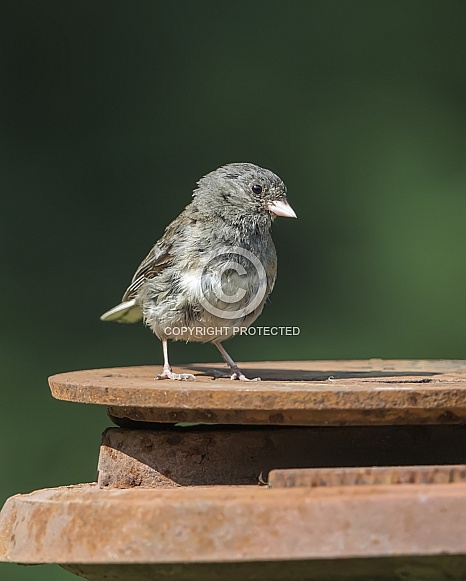 Dark-eyed Junco Juvenile in Alaska