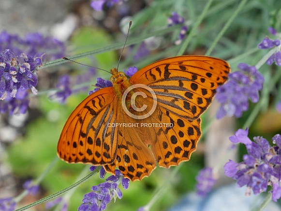 Silver-washed fritillary, male