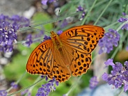 Silver-washed fritillary, male