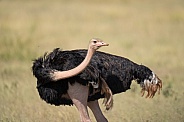 Male ostrich looking around the field
