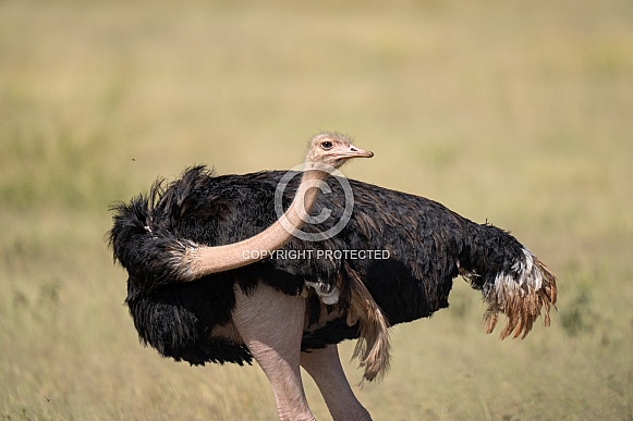 Male ostrich looking around the field