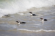 Penguins near the beach