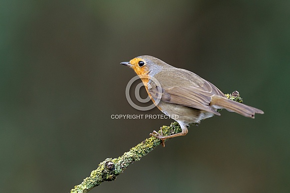 the European robin (Erithacus rubecula the European robin (Erithacus rubecula
