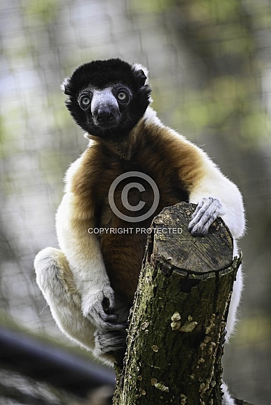 Crowned Sifaka