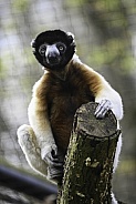 Crowned Sifaka