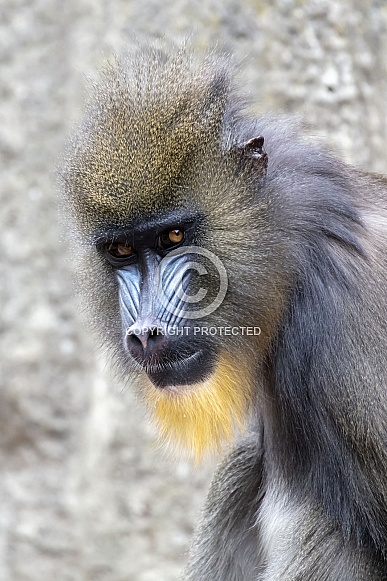 Mandrill Mandrill