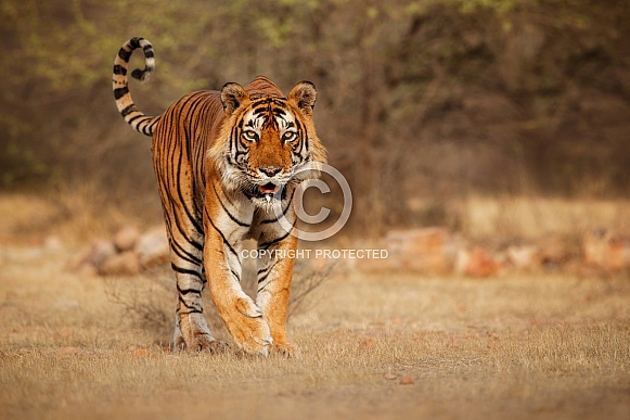 Beautiful tiger in the nature habitat. Tiger pose in amazing light. Wildlife scene with wild animal. Indian wildlife. Indian tiger. Panthera tigris tigris.