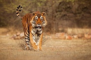 Beautiful tiger in the nature habitat. Tiger pose in amazing light. Wildlife scene with wild animal. Indian wildlife. Indian tiger. Panthera tigris tigris.