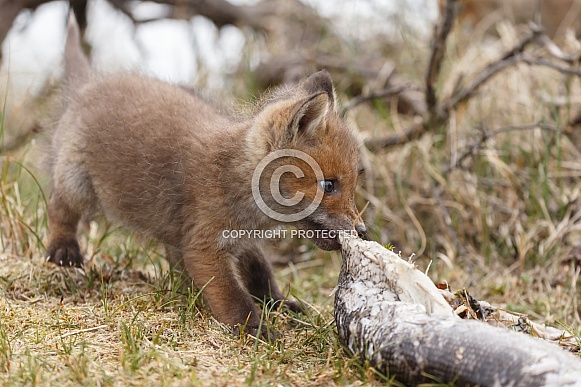 Red fox cubs Red fox cubs