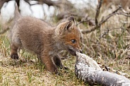 Red fox cubs