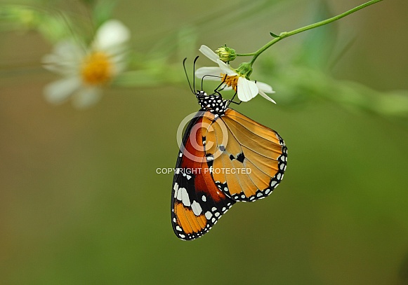 Plain Tiger Plain Tiger