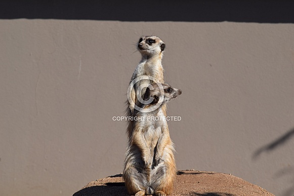 Meerkats Meerkats