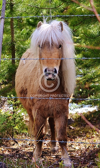 Shetland Pony