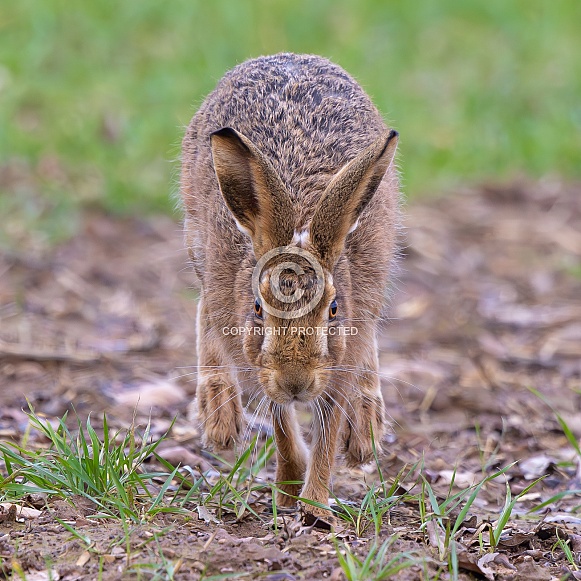 Brown Hare