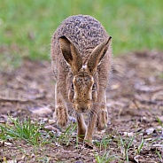 Brown Hare