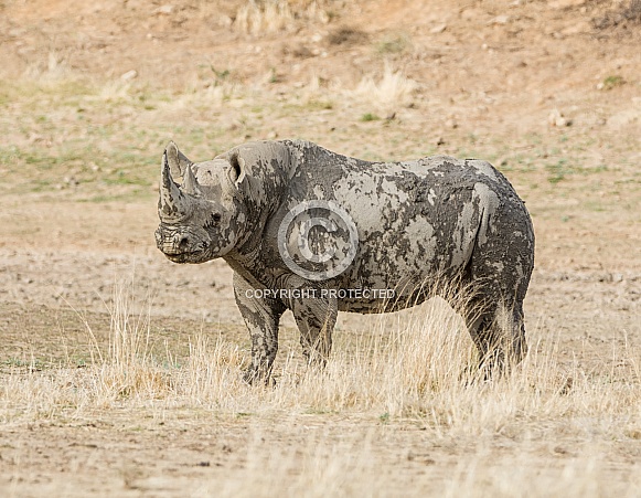 Black Rhinoceros
