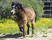 Miniature horse running in the arena