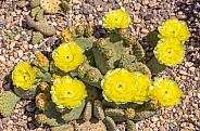 Blooming Prickly Pear Cactus Flowers