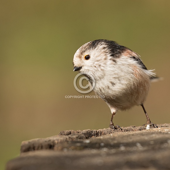 Long Tailed Tit