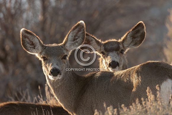 Mule deer, Odocoileus hemionus Mule deer, Odocoileus hemionus