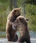 Mom and year old cub play fighting