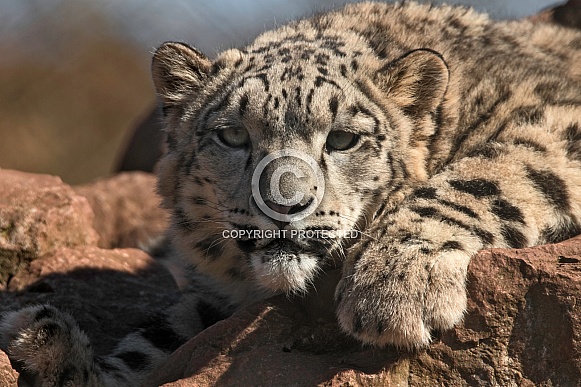 Young Snow Leopard Close Up