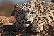 Young Snow Leopard Close Up