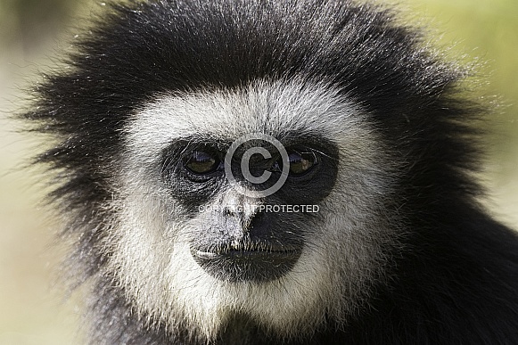 Lar Gibbon Close Up Face Shot Lar Gibbon Close Up Face Shot