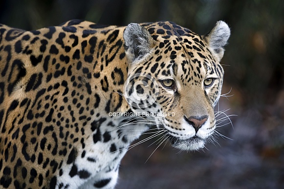 Jaguar (Panthera Onca) Jaguar (Panthera Onca)