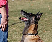 Malinois dog after and agility recall by it's handler