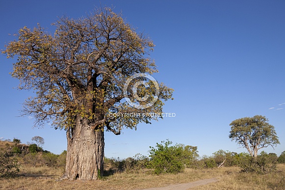 African Baobab Tree - Botswana