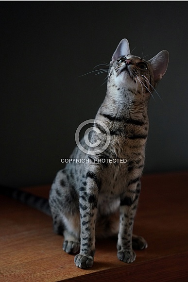 Savannah Cat Savannah Cat