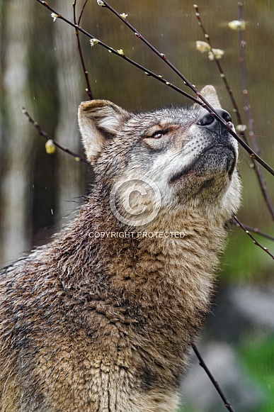 Wolf sniffing twig Wolf sniffing twig