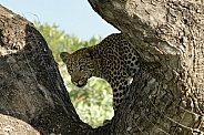 Leopard Cub