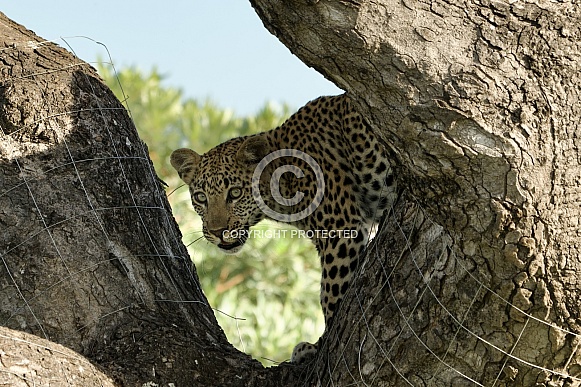 Leopard Cub
