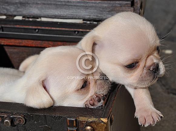 Pug Puppy