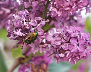 The Rose Chafer Beetle on Lilac