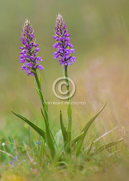 Fragrant Orchid