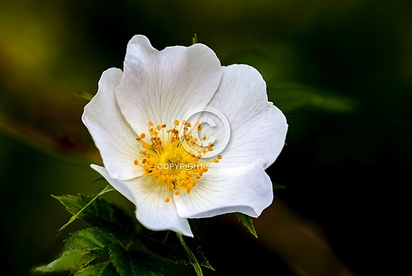 Dog Rose