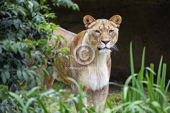 Lioness and vegetation