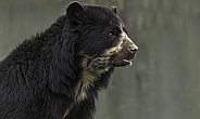 Andean Bear Close Up Head Shot Mouth Open