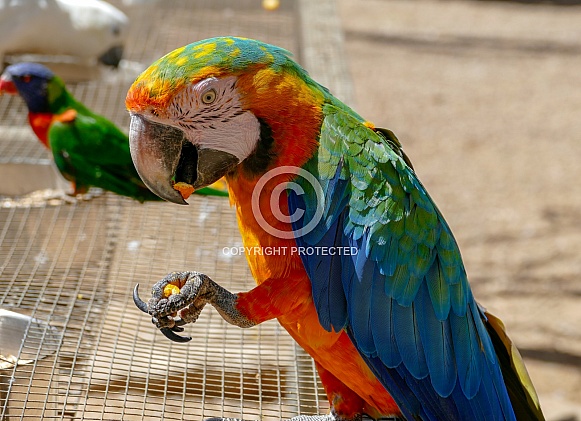 Macaw Macaw