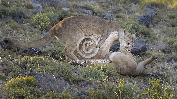 Puma (Puma concolor)